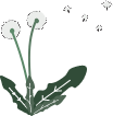 plants.png                                                